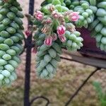 Sedum morganianumКвітка