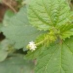 Croton hirtus Blad