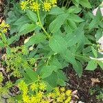 Zizia aptera Flor
