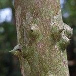 Zanthoxylum heitzii Φλοιός