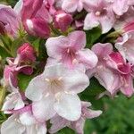 Weigela floridaKvět