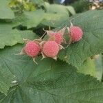 Rubus parviflorus Fruto