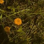 Polygala lutea Hábito