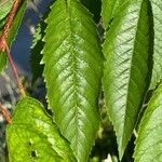 Prunus pensylvanica Leaf