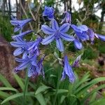 Agapanthus campanulatus Fiore