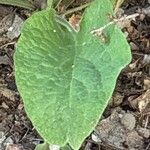 Agastache rugosa Likasa