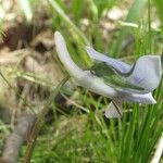 Viola rostrata Flower