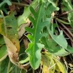 Hypochaeris radicata Blatt
