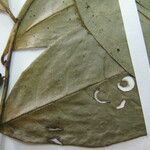 Anaxagorea prinoides Leaf