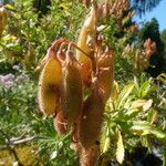 Ononis fruticosa Plod