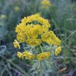 Euphorbia cyparissiasFlor