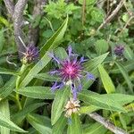 Centaurea montanaBlüte