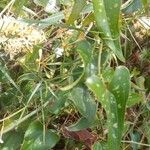 Smilax aspera Likasa
