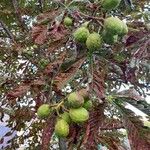 Aesculus hippocastanumFruit