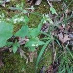 Houstonia purpurea Liść