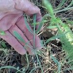 Lomatium triternatum Φύλλο