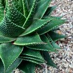 Aristaloe aristata cv. 'Cosmo' Hàbitat