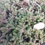 Sedum moranense Leaf