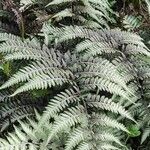 Athyrium niponicum Лист