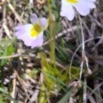 Pinguicula hirtiflora Flower