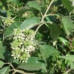 Solanum hazenii Plod