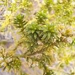 Ozothamnus leptophyllus Hoja