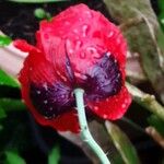 Papaver somniferum Blomst