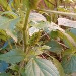 Acalypha aristata Flor