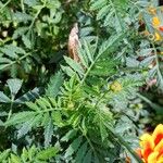 Tagetes erecta Folha
