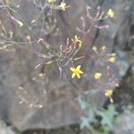 Lactuca muralis Flower