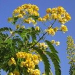 Senna spectabilis फूल