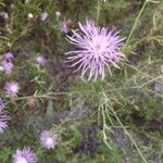 Centaurea stoebe Flower