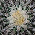 Echinocactus grusonii Leaf