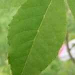 Fraxinus lanuginosa Leaf