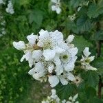 Rubus argutus Цвят