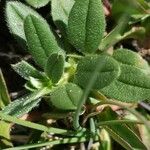 Veronica allionii Feuille