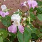 Impatiens balfourii Blomst