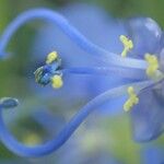 Commelina latifolia Çiçek