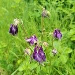 Aquilegia vulgarisЦветок