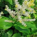 Maianthemum racemosum Цветок