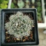 Mammillaria decipiens Foglia