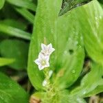 Spigelia anthelmia Λουλούδι