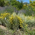 Santolina chamaecyparissus Συνήθη χαρακτηριστικά