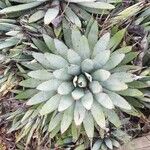 Agave macroacantha Ліст