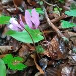 Cyclamen purpurascensFlower