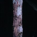 Guarea pubescens Bark