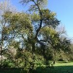 Pyrus cordata Агульны выгляд