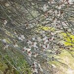 Prunus scoparia Flor