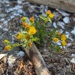 Grindelia integrifolia List