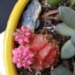 Gymnocalycium mihanovichii Leaf